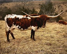 WPR Roll The Twinkle